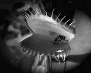 2014-jp-carnet-piege